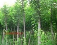 復葉槭 觀賞、綠化的優良樹種全解析