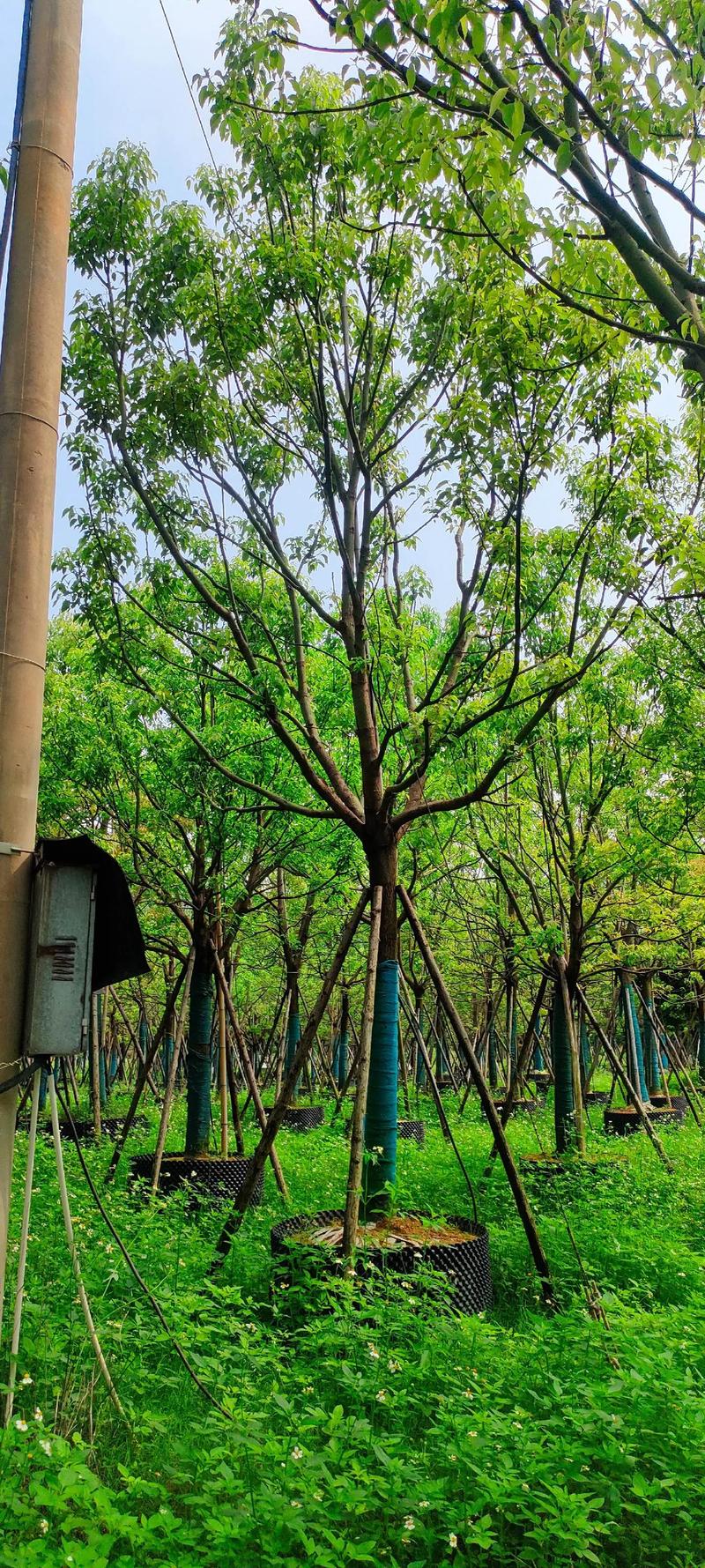 全冠香樟 精品苗木中的綠色瑰寶